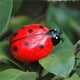 thumbnail image 4 of Vogacara Mini juguetes alimentados por de insectos, mariquita electrónica, mariquita, avispón, escarabajo, juguete educativo para niños, Juguetes Educativos Rojo, 4 of 6