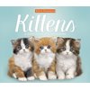 2019 Keith Kimberlin Kittens Box Calendar