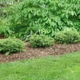 thumbnail image 2 of Tortuga® Juniper, 2 of 2