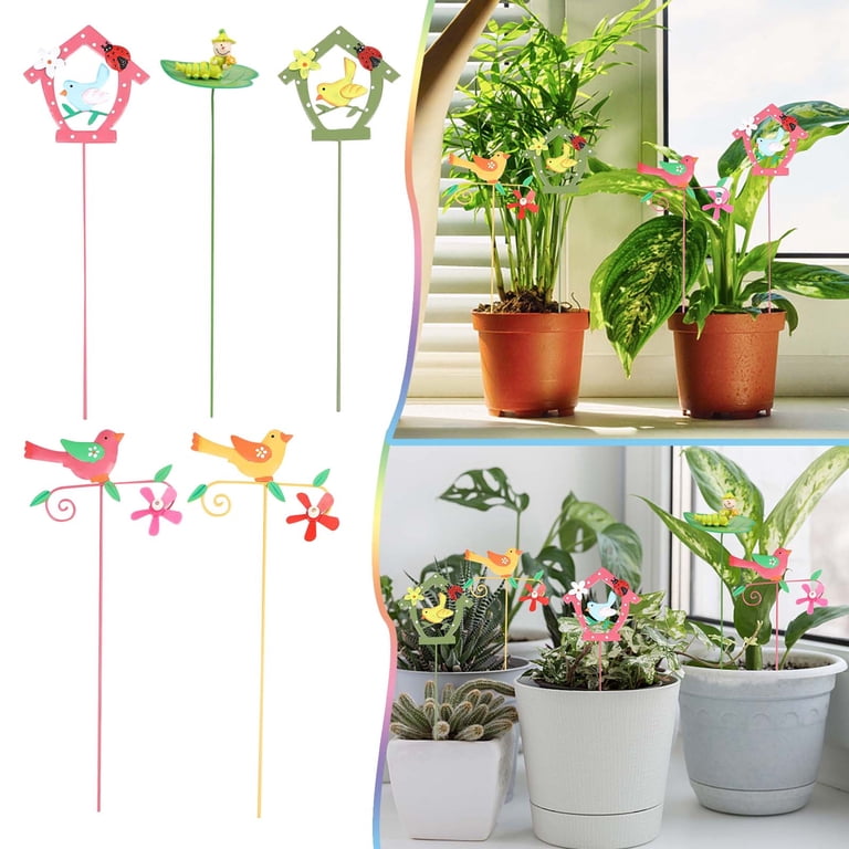 where to buy air plants near me Greenhouse Collection