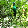 thumbnail image 4 of Artificial Feathered Macaw Parrot Ornament Animals Garden Tree Decor Green, 4 of 8