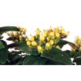 thumbnail image 2 of Hypearls™ Compact Yellow St. John's Wort Live Plant  - Hypericum - Gallon Pot, 2 of 2