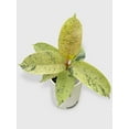 thumbnail image 6 of Ficus Elastica Shivereana "Moonshine" - Live Air-Purifying Indoor Plant in Nursery Pot – Easy Care, Low Maintenance Houseplant for Home & Office Decor, Natural Air Cleaner, Best for Beginners (6"Pot), 6 of 11