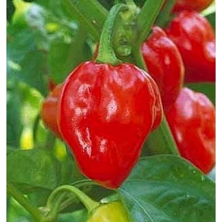 Pepper Hot Red Habanero Great Heirloom Vegetable 100
