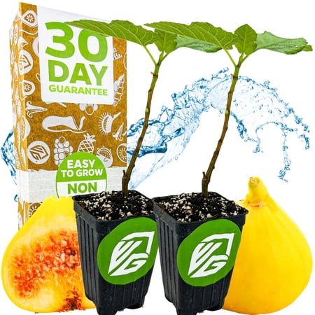 (2-Pack) Yellow Long Neck Fig Live Plant - Ficus carica by Wellspring Gardens - Yellow-Fruit Tree Starter Plant, Live Fig Plant, Edible Tropical Plants Live, Garden and Patio Tree