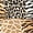 TAN, variant on Alfred Dunner Womens Plus-Size Split Neck Animal Patch Top