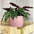 thumbnail image 2 of Nature's Way Farms Calathea Rattlesnake Live Plant (4-7 inches tall) in growers pot, 2 of 5