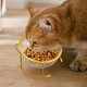 thumbnail image 2 of Xihbxyly Comedero para Gatos, Diseño de Cuenco Doble Inclinado, Cuenco de Vidrio Resistente a Altas Temperaturas, Solución de Alimentación a Prueba de Derrames, Ideal para Gatos y Perros Pequeños, El, 2 of 7