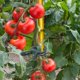 thumbnail image 5 of CHAO 80 clips ajustables de soporte para plantas, cubiertas de estacas de jardín, estructura de soporte para amarre para jardín, vides, verduras y tomates (40 clips grandes y 40 pequeños), 5 of 5