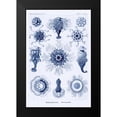 thumbnail image 2 of Haeckel, Ernst 11x14 Black Modern Framed Museum Art Print Titled - Haeckel Nature Illustrations: Siphoneae Hydrozoa - Dark Blue Tint, 2 of 5