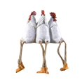 thumbnail image 1 of Animales De Resina Campo Americano Adorable Muñeca De Superior Para Pies Colgantes Figura De Gallo De Vaca Para Decoración Del Hogar Dormitorio Methold HA043513-02, 1 of 6