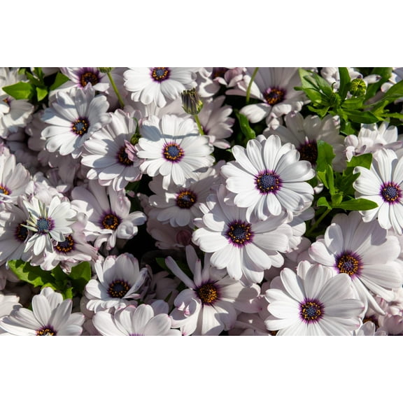 Seedville 50 White African Cape Daisy Flower Seeds