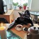 thumbnail image 5 of Halloween Plush Bat Stuffed Animal Bashful Toys Furry Gifts For Kids, 5 of 5
