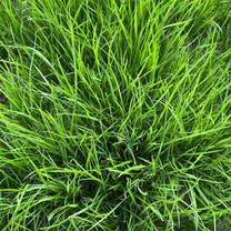 Pack 3000 Emerald Zoysia Grass Seeds, Dense Green Zoysia Grass Seeds for Garden and Patio