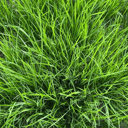 Pack 3000 Emerald Zoysia Grass Seeds, Dense Green Zoysia Grass Seeds for Garden and Patio