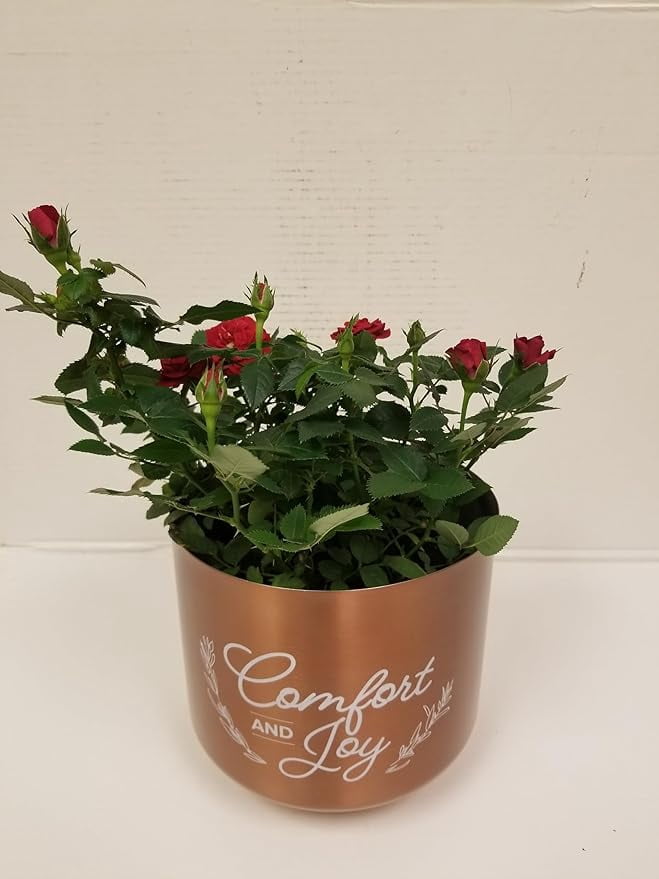 Live 6" Mini Red Rose Bush in a Copper Comfort and Joy Holiday Gift Container- 6 Inch Indoor Plant