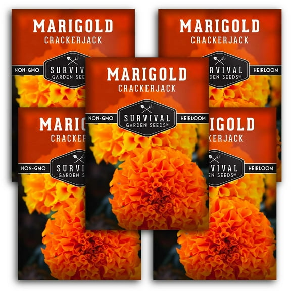5 Packs Crackerjack Marigold Seeds - Non-GMO Heirloom Full Sun Annual Flower