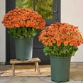 thumbnail image 2 of 10 Bouquet Artificial Topiary for Outdoors- Potted Plant Fake Geraniums Bush-UV Resistant Artificial Outdoor Plant for Front Porch, Garden, Yard, Patio Decor, 11.81 Inch, Orange, 2 of 8