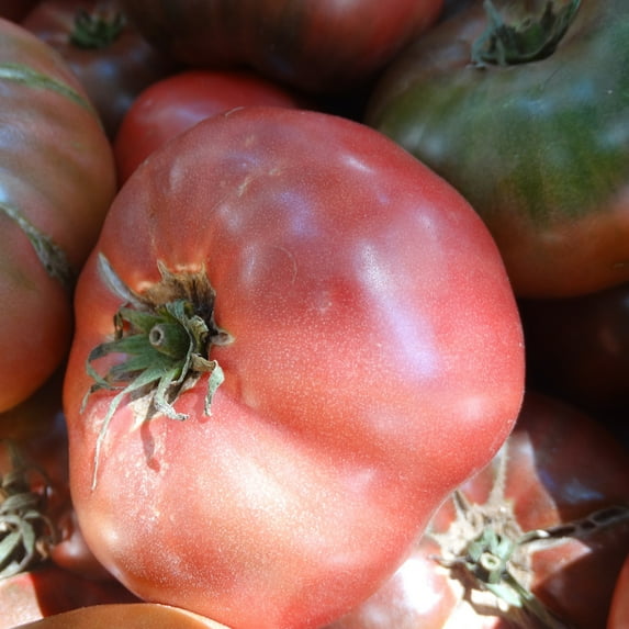 Organic Cherokee Purple Tomato Seeds 2 g ~500 Seeds - Organic, Non-GMO, Open Pollinated, Heirloom, Vegetable Gardening Seeds