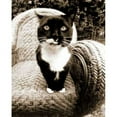 thumbnail image 2 of Kitty I Poster Print by Jim Dratfield (8 x 10), 2 of 2