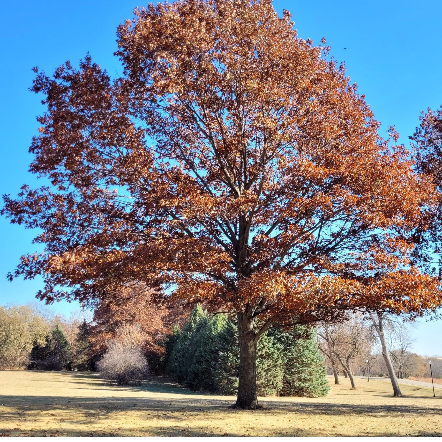 Expert Gardener 3-4 ft. tall Red Oak Live Tree in 7- Gallon Grower Pot