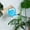 Blue, variant on 1.5 Liter Small Bright Green Watering Can for Indoor Outdoor Plants, Cute Little Kids Gardening Watering Cans, Lightweight Portable Metal Watering Can, Pretty Bucket Watering Device
