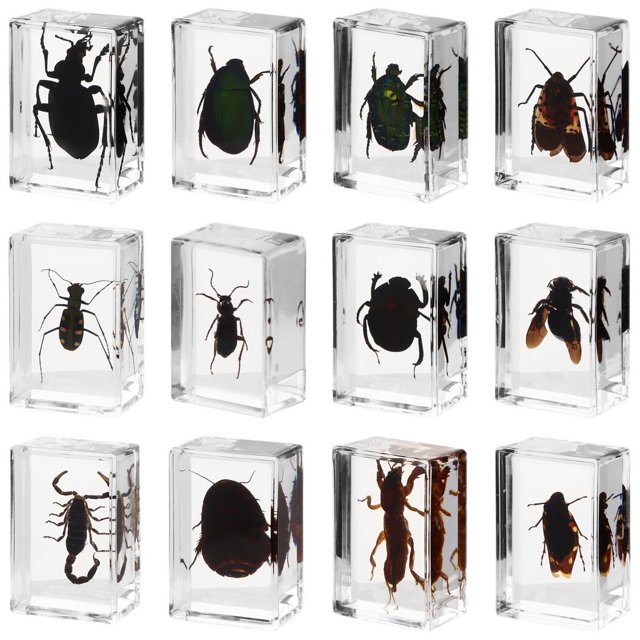 12PCS Insectos en Especímenes de Resina, Pisapapeles de Colección de Insectos, Insectos Reales Conservados en Resina, Juguetes Educativos Científicos para Niños, Hombres, Mujeres