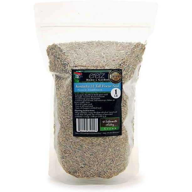 Kentucky 31 K31 Tall Fescue Grass Seed by Eretz 1lb CHOOSE SIZE