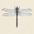 thumbnail image 3 of CafePress - Dragonfly T Shirt - Men's Classic Graphic T-Shirt, 3 of 4