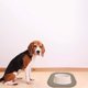 thumbnail image 5 of Mantel Individual para Perros Mascotas con Bordes Levantados Antiderrames Mantener Suelos Limpios Mantel Individual para Perros a Prueba de Fugas, 5 of 6