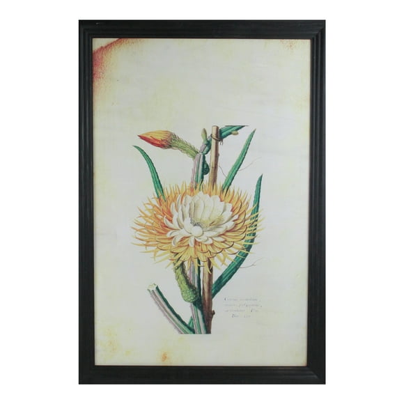 Northlight Framed Desert Baileya Floral Photo Wall Art- 26" - Black