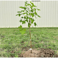 thumbnail image 2 of Sun Valley Maple Tree Red Maple Plant 2-3 Feet Tall Gallon Pot, 2 of 6