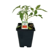 Expert Gardener 1PT Roma Tomato Live Plant Edible Fruit
