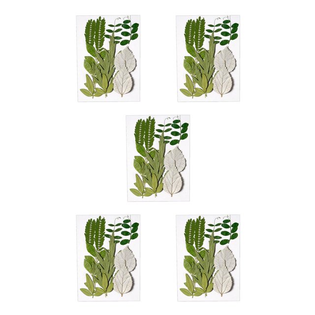 Yuarrent Hoja seca natural en relieve hojas prensadas decoración suministros para el hogar para tarjetas de boda de resina hoja verde 6 Type2 NO2