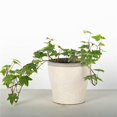 thumbnail image 1 of Beige Paisley Pattern with Gray Rim Planter, 1 of 1
