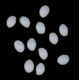 thumbnail image 5 of 50g Teeth Gaps Falseteeth Solid Glue Adhesive Vampire Temporary Tooth Repair Kit, 5 of 5