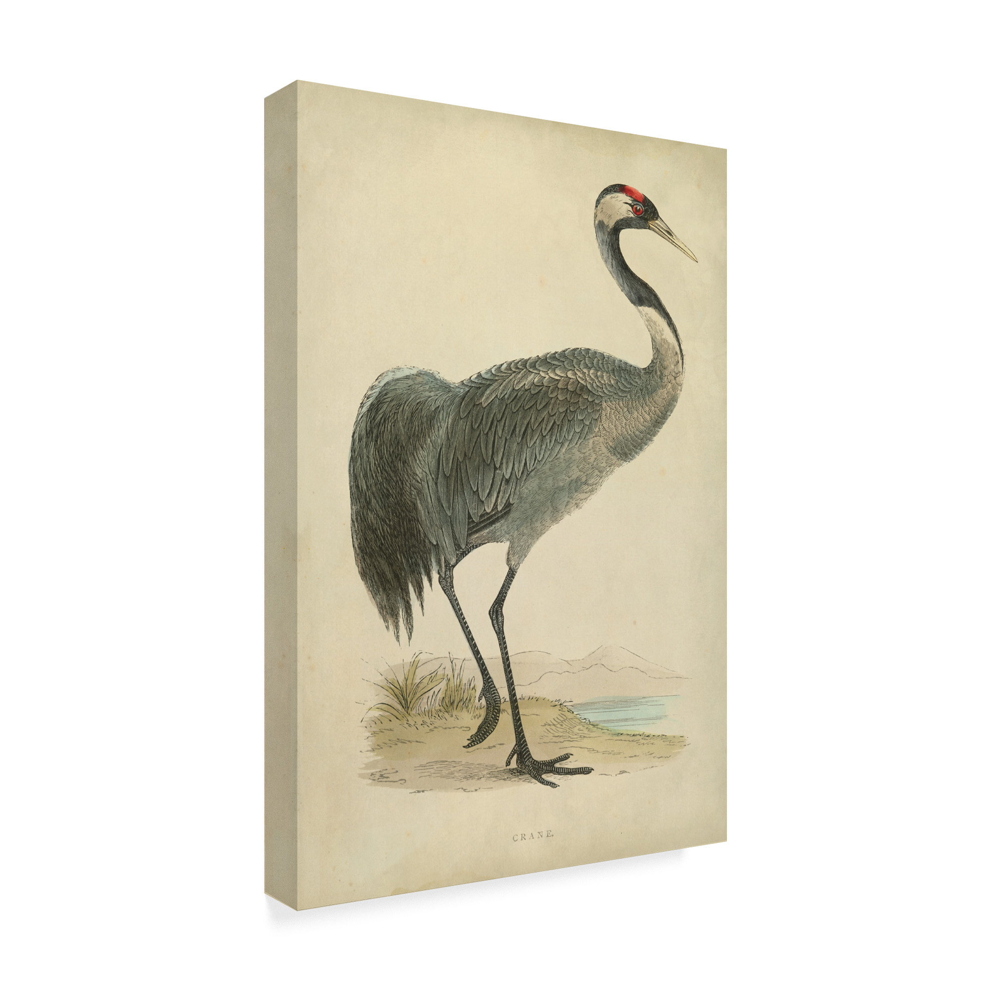 Trademark Fine Art 'Morris Crane I' Canvas Art by Morris