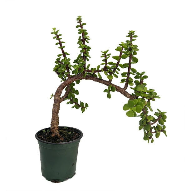 jade bonsai mini plant portulacaria afra stylized pot house walmart