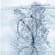thumbnail image 5 of Yuarrent Caja de limpieza de alta frecuencia con ventosa para el hogar, anteojos de escritorio, joyería, anillo, cadena, soporte dental, lavadora Suministros de limpieza para el hogar Marrón Yuarrent HA009798-01B, 5 of 6