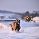 thumbnail image 5 of Juguete interactivo para perros, juguete arrugado para perros, juguetes masticables para perros, juguetes de enriquecimiento para perros con sonido chirriante, juguetes de peluche para perros, 5 of 7