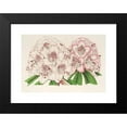 thumbnail image 2 of Charles Antoine Lemaire 14x11 Black Modern Framed Museum Art Print Titled - Rhododendrum Bijou De Gand (Hybrid) (1854-1896), 2 of 5