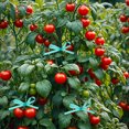 thumbnail image 4 of unbranded De Jardinería Elástica Para Fijar Plantas Y Ramas Que No El Crecimiento Ni Salud Vegetal, 4 of 7