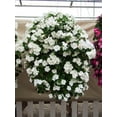 thumbnail image 6 of Seedville 50 Dwarf White Impatiens Flower Seeds, 6 of 7