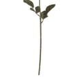 thumbnail image 3 of My Texas House Fall Faux Rose Stem, Light Brown, 20", 3 of 5