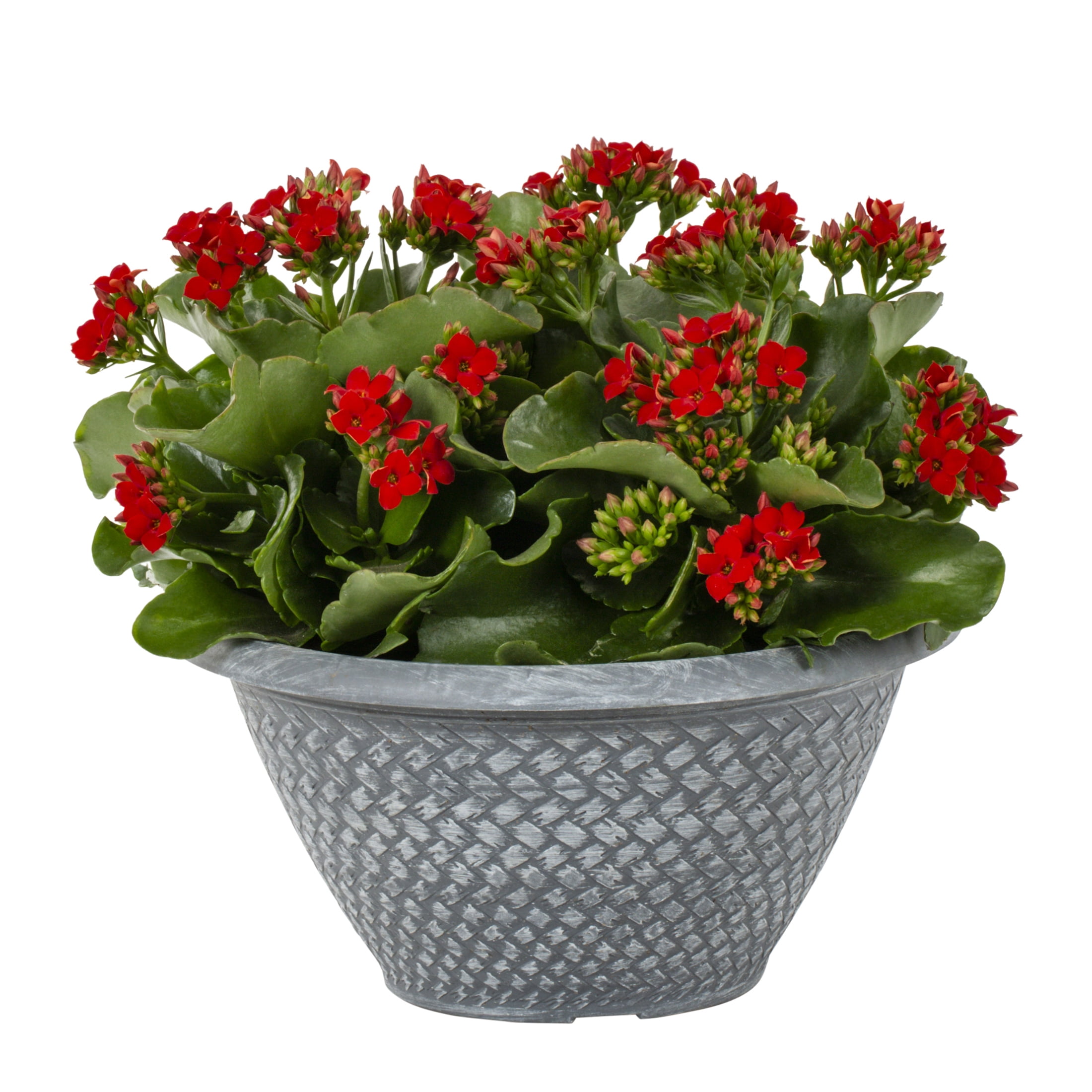 Better Homes & Gardens 3QT Multicolor Kalanchoe Live Annual Plant Decorative Pot Sun