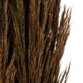 thumbnail image 3 of Vickerman 36" Brown Plume Reed Bundle, (30-40 stems), Preserved, 3 of 5