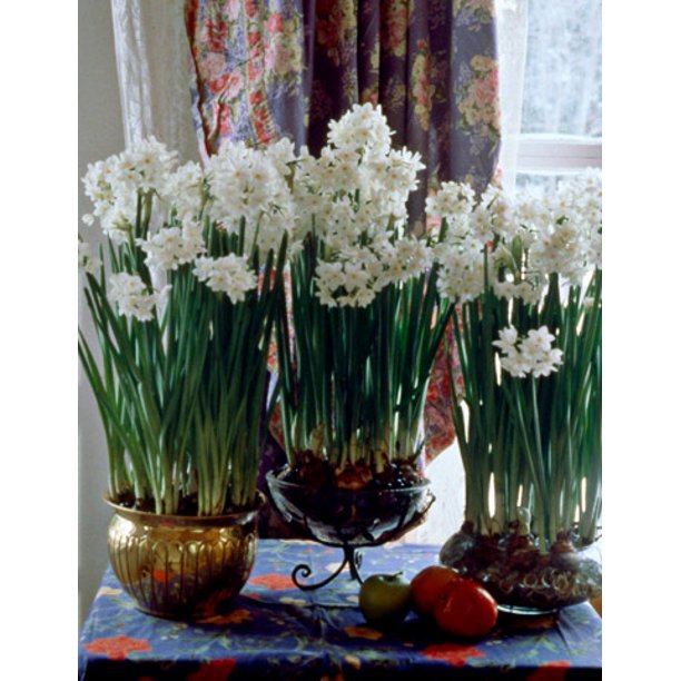 Ziva Paperwhite Flower Bulbs 5 bulbs Large 15/+ cm size
