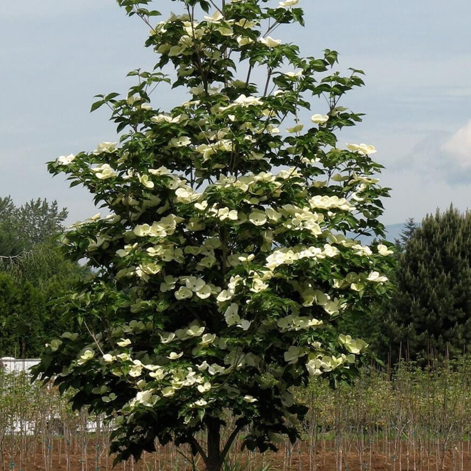 Expert Gardener 4-5' Dogwood Venus® in 1 gal. Grower Pot