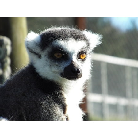 - Peel-n-Stick Poster of Ring-tailed Animal Monkey Primate Lemur Poster 24x16 Adhesive Sticker Poster Print