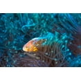 thumbnail image 2 of Gabriel, Barathieu 24x17 White Modern Wood Framed Museum Art Print Titled - Skunk Clownfish, 2 of 4